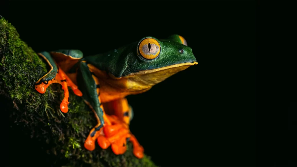 Cruziohyla-calcarifer-1024x576