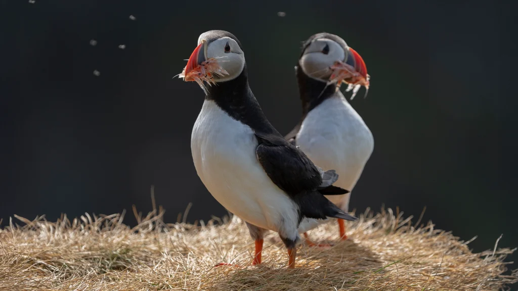 Islandia_KNT_-11-1024x576