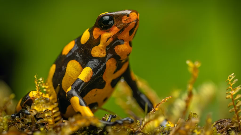 KNT_Anchicaya_11-1024x576