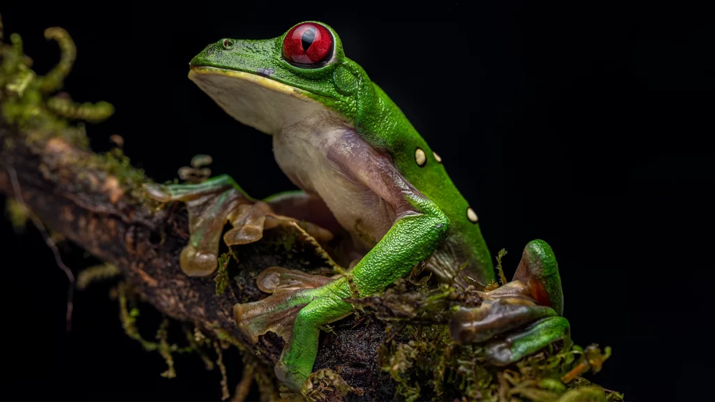 KNT_Anchicaya_13-1024x576