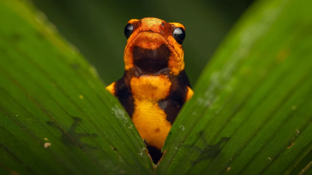 KNT_Anchicaya_18-1024x576