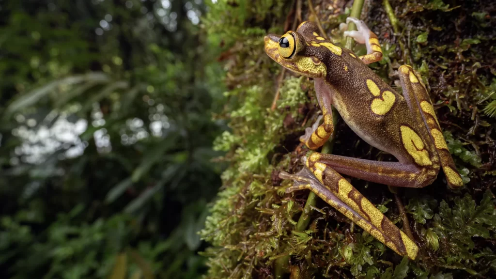 KNT_Escamas_plumas10-1024x576