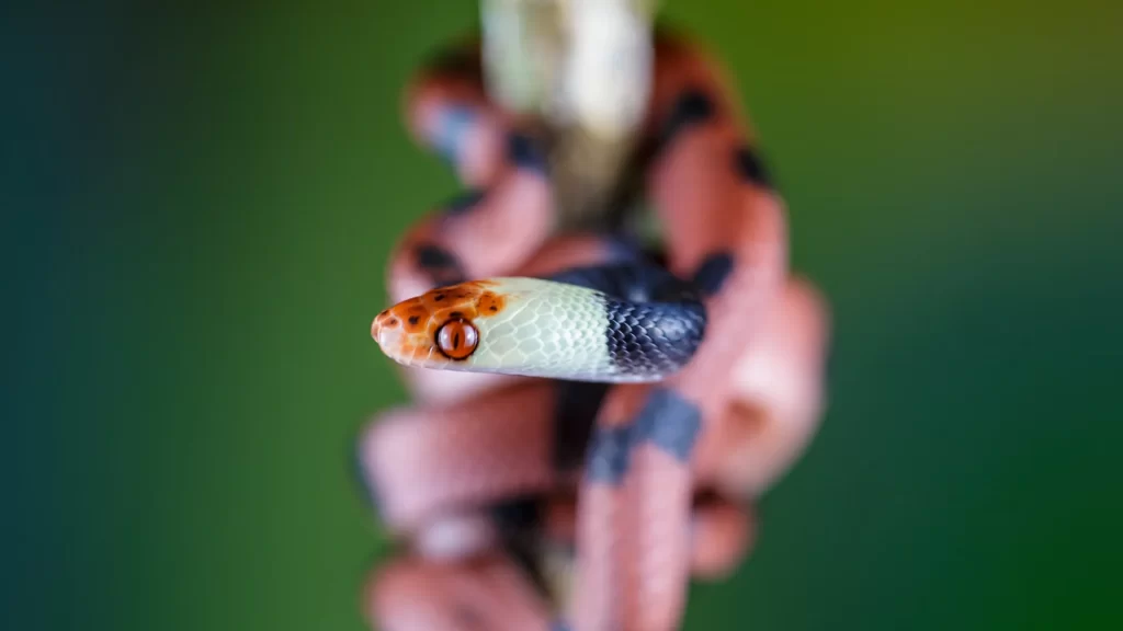 KNT_Guaviare1-1024x576