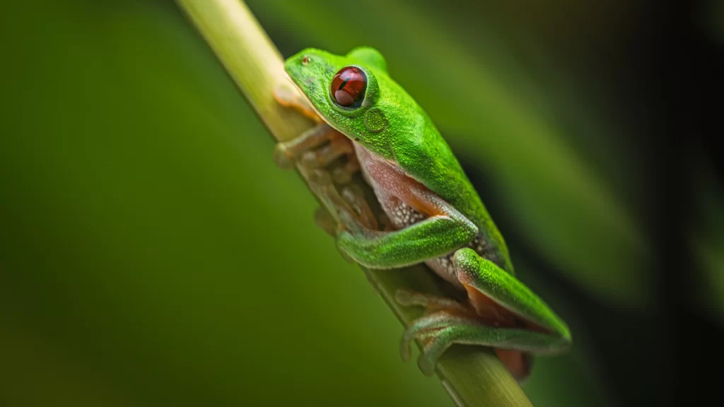 KNT_Lajoyaoculta3-1024x576