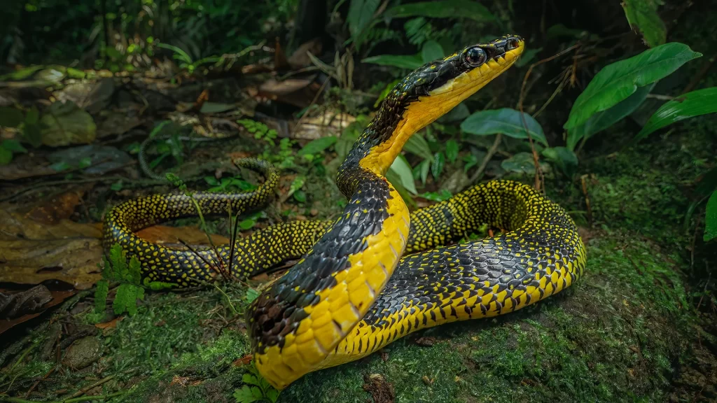 Phrynonax-shropshirei-copia-1024x576