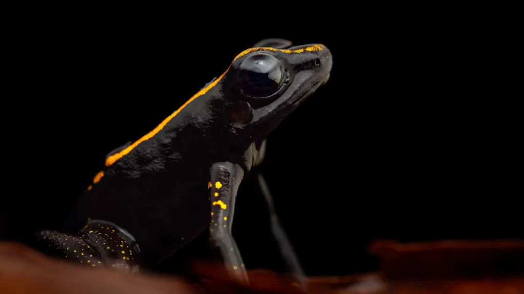 Phyllobates-niche_Portada-copia-1024x576
