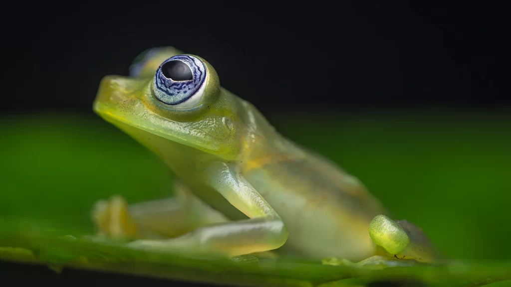 Teratohyla-pulverata-copia-1024x576